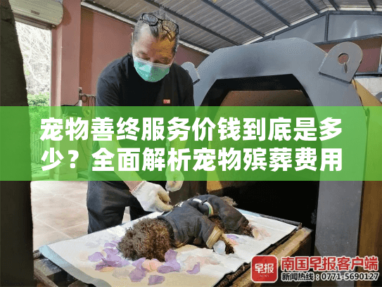 宠物善终服务价钱到底是多少？全面解析宠物殡葬费用指南