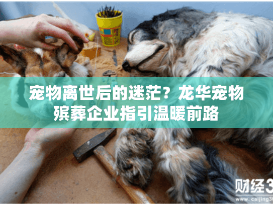 宠物离世后的迷茫？龙华宠物殡葬企业指引温暖前路