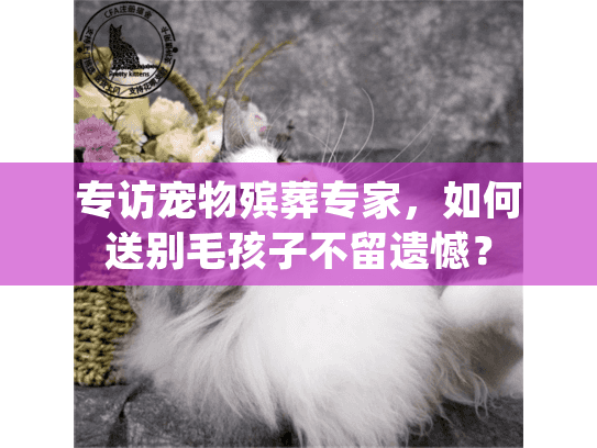 专访宠物殡葬专家，如何送别毛孩子不留遗憾？