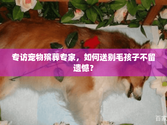 专访宠物殡葬专家，如何送别毛孩子不留遗憾？