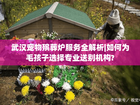 武汉宠物殡葬炉服务全解析|如何为毛孩子选择专业送别机构?