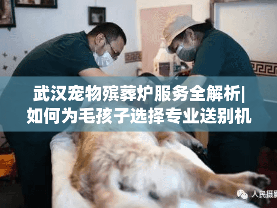 武汉宠物殡葬炉服务全解析|如何为毛孩子选择专业送别机构?