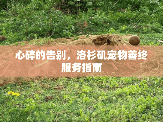 心碎的告别，洛杉矶宠物善终服务指南