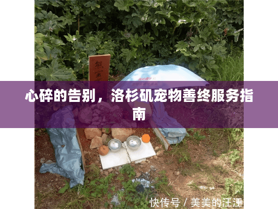 心碎的告别，洛杉矶宠物善终服务指南