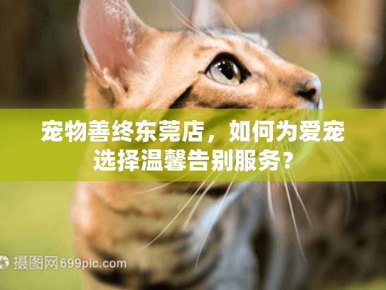 宠物善终东莞店，如何为爱宠选择温馨告别服务？