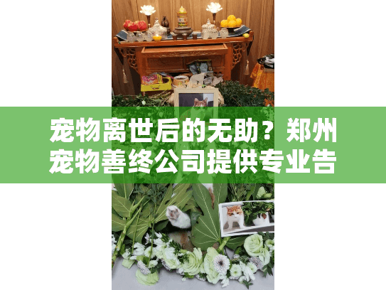 宠物离世后的无助？郑州宠物善终公司提供专业告别方案