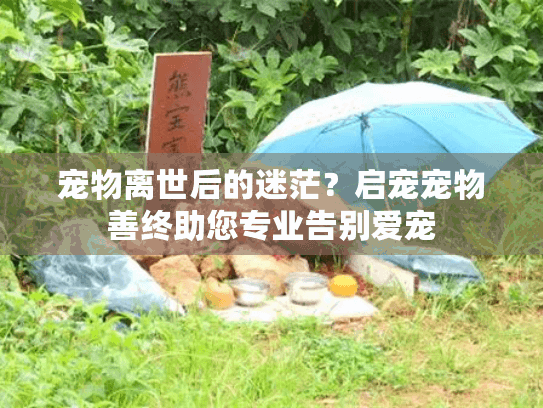 宠物离世后的迷茫？启宠宠物善终助您专业告别爱宠