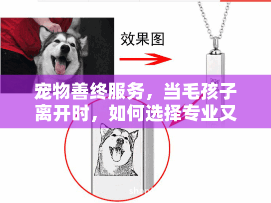 宠物善终服务，当毛孩子离开时，如何选择专业又温暖的殡葬方案？