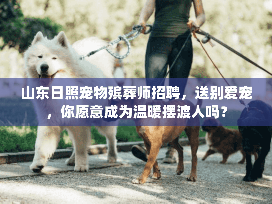 山东日照宠物殡葬师招聘，送别爱宠，你愿意成为温暖摆渡人吗？
