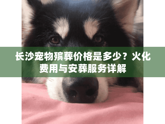 长沙宠物殡葬价格是多少？火化费用与安葬服务详解