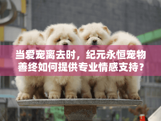当爱宠离去时，纪元永恒宠物善终如何提供专业情感支持？
