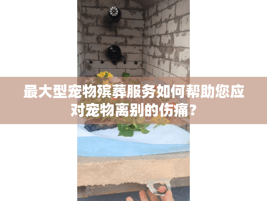 最大型宠物殡葬服务如何帮助您应对宠物离别的伤痛？
