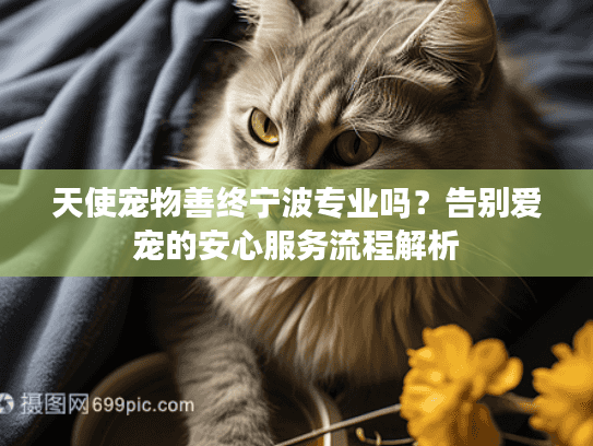 天使宠物善终宁波专业吗？告别爱宠的安心服务流程解析