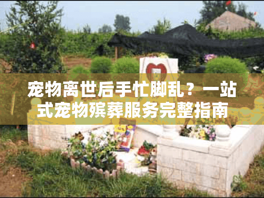宠物离世后手忙脚乱？一站式宠物殡葬服务完整指南