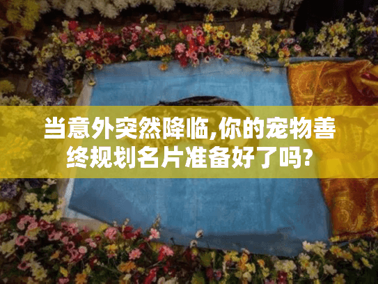当意外突然降临,你的宠物善终规划名片准备好了吗?