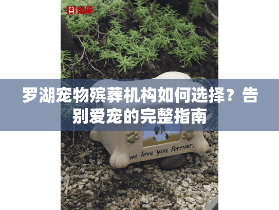 罗湖宠物殡葬机构如何选择？告别爱宠的完整指南