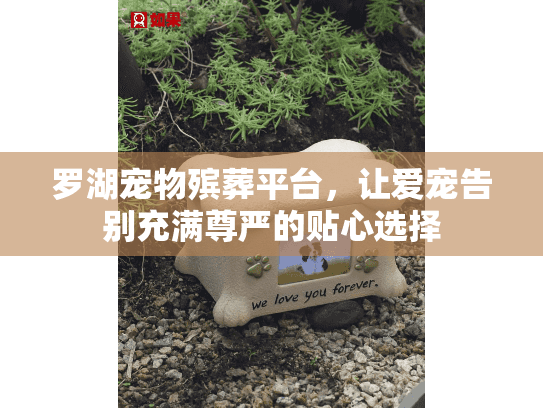 罗湖宠物殡葬平台，让爱宠告别充满尊严的贴心选择