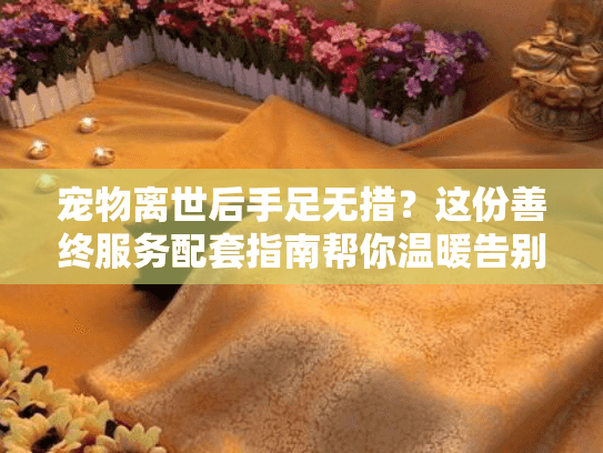 宠物离世后手足无措？这份善终服务配套指南帮你温暖告别