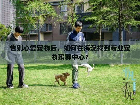 告别心爱宠物后，如何在海淀找到专业宠物殡葬中心？
