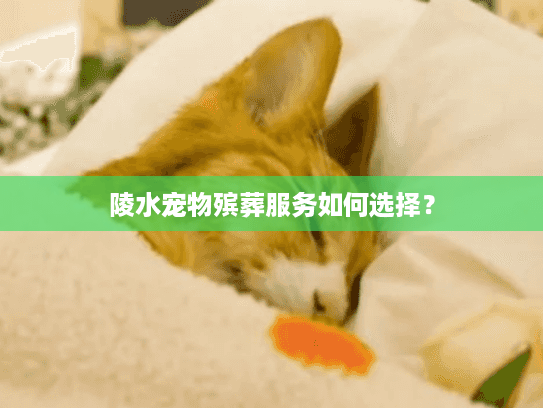 陵水宠物殡葬服务如何选择？