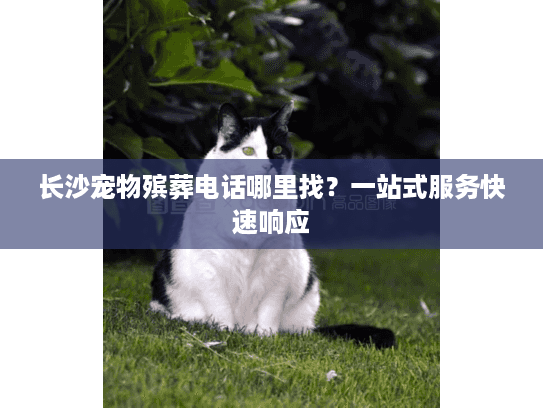 长沙宠物殡葬电话哪里找？一站式服务快速响应