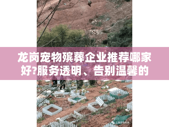 龙岗宠物殡葬企业推荐哪家好?服务透明、告别温馨的机构选择指南