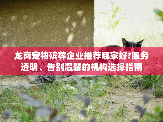 龙岗宠物殡葬企业推荐哪家好?服务透明、告别温馨的机构选择指南