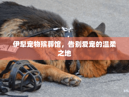 伊犁宠物殡葬馆，告别爱宠的温柔之地