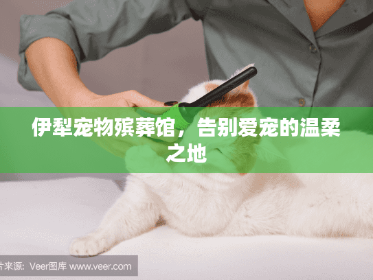 伊犁宠物殡葬馆，告别爱宠的温柔之地