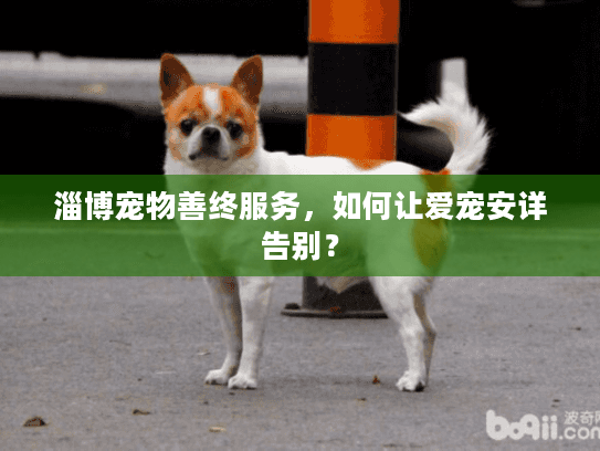 淄博宠物善终服务，如何让爱宠安详告别？
