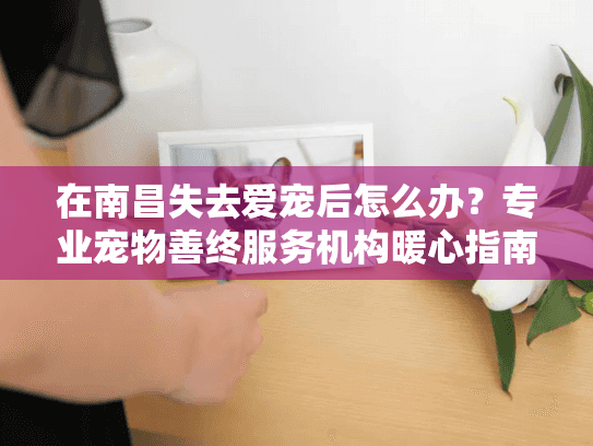 在南昌失去爱宠后怎么办？专业宠物善终服务机构暖心指南
