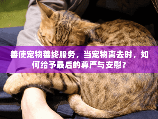 善使宠物善终服务，当宠物离去时，如何给予最后的尊严与安慰？