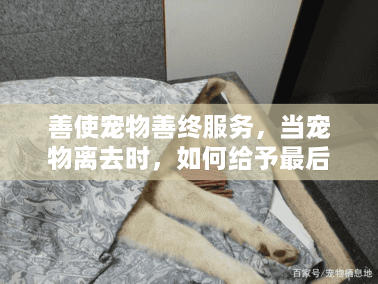 善使宠物善终服务，当宠物离去时，如何给予最后的尊严与安慰？