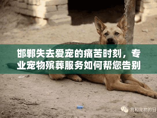 邯郸失去爱宠的痛苦时刻，专业宠物殡葬服务如何帮您告别？