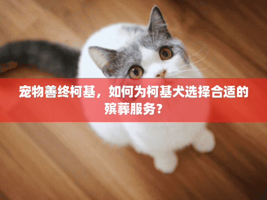宠物善终柯基，如何为柯基犬选择合适的殡葬服务？