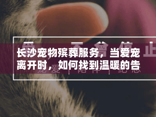 长沙宠物殡葬服务，当爱宠离开时，如何找到温暖的告别方案？