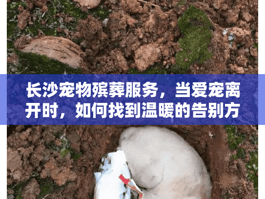 长沙宠物殡葬服务，当爱宠离开时，如何找到温暖的告别方案？