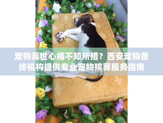 宠物离世心痛不知所措？西安宠物善终机构提供专业宠物殡葬服务指南