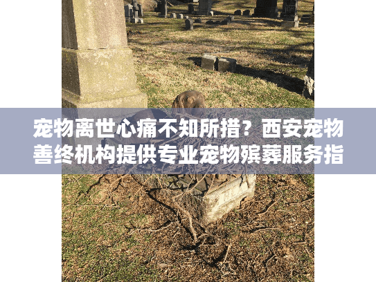 宠物离世心痛不知所措？西安宠物善终机构提供专业宠物殡葬服务指南