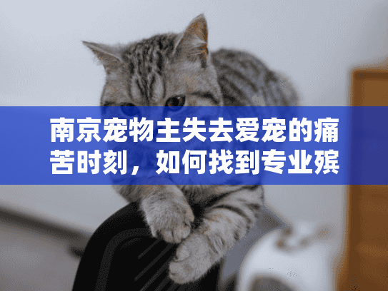南京宠物主失去爱宠的痛苦时刻，如何找到专业殡葬服务？