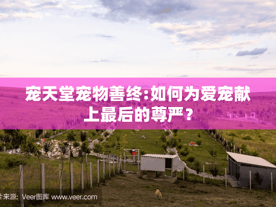 宠天堂宠物善终:如何为爱宠献上最后的尊严？