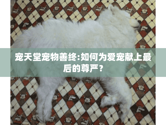宠天堂宠物善终:如何为爱宠献上最后的尊严？