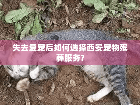 失去爱宠后如何选择西安宠物殡葬服务?