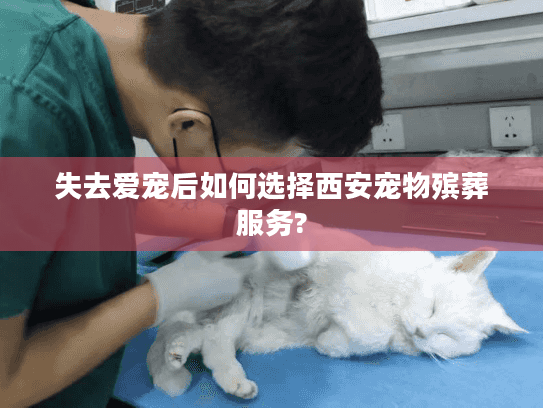 失去爱宠后如何选择西安宠物殡葬服务?