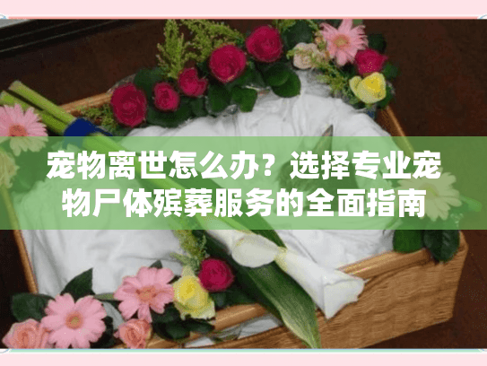 宠物离世怎么办？选择专业宠物尸体殡葬服务的全面指南