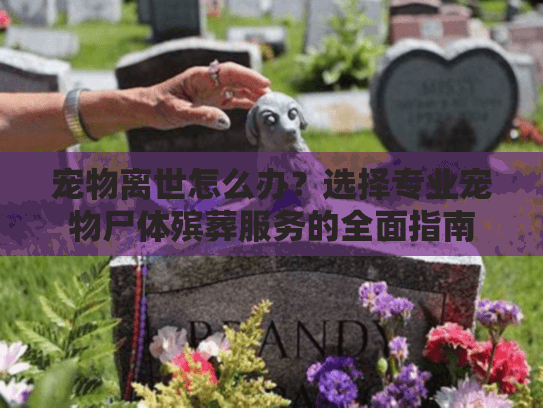 宠物离世怎么办？选择专业宠物尸体殡葬服务的全面指南