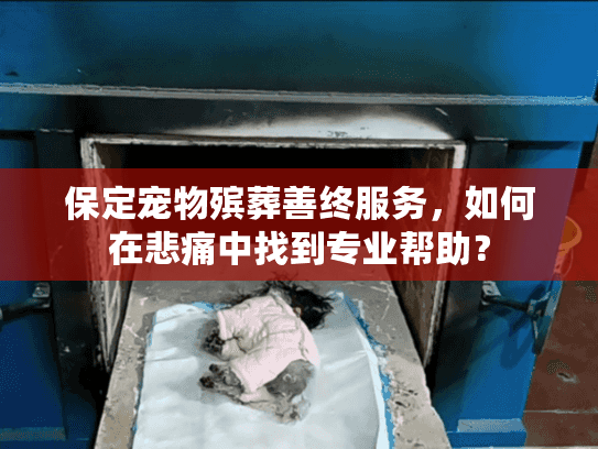 保定宠物殡葬善终服务，如何在悲痛中找到专业帮助？