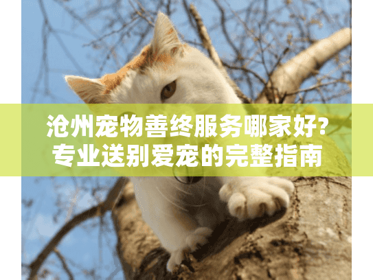 沧州宠物善终服务哪家好?专业送别爱宠的完整指南
