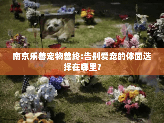 南京乐善宠物善终:告别爱宠的体面选择在哪里?
