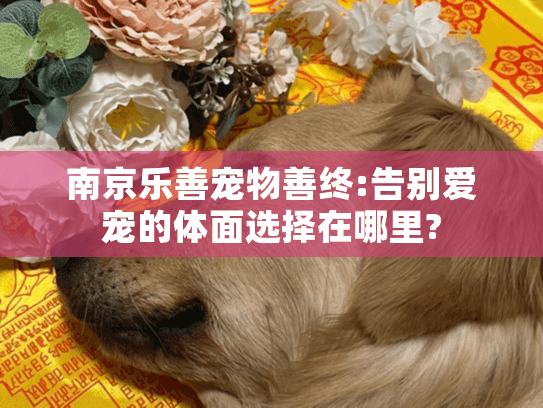 南京乐善宠物善终:告别爱宠的体面选择在哪里?